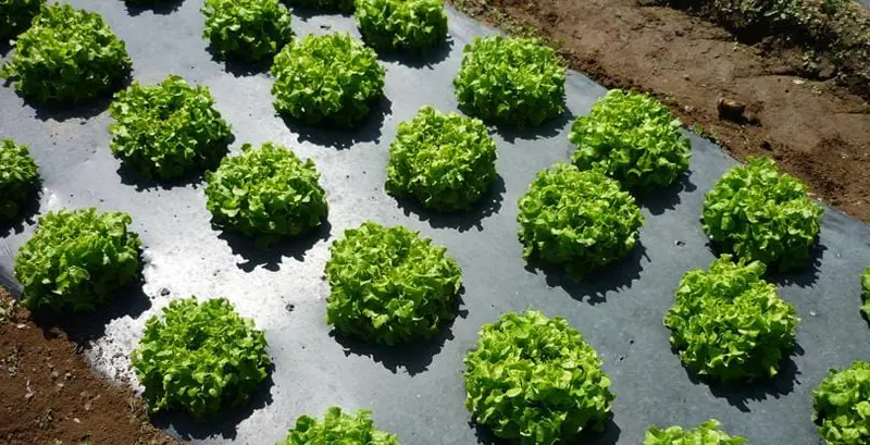 1-Mil Black Plastic Mulch Film For Weed Suppression 1