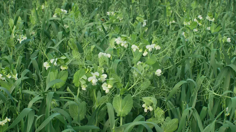 Economy Biomass Builder Cover Crop Seed Mix – 50 Lb Bag 1