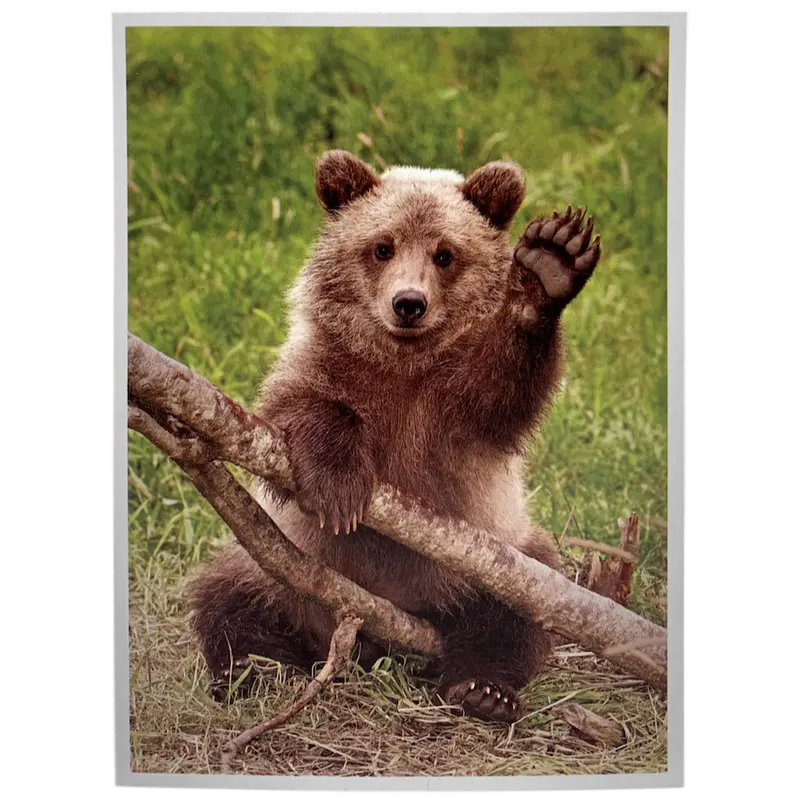 Grizzly Bear Wildlife Greeting Card 1