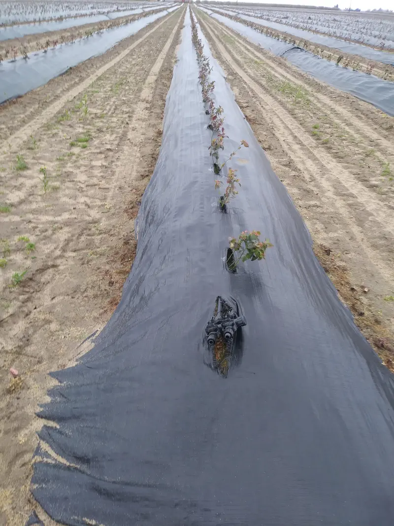 Landscape Weed Barrier Mat – Heavy-Duty Fabric Mulch 1