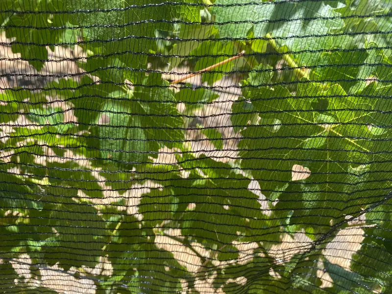 Side-Zone Bee Netting For Horticultural Use 3